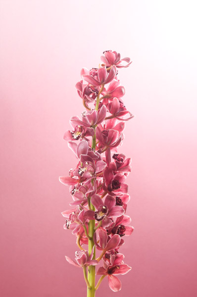 http://www.mophie.ch/files/gimgs/28_violetweb.jpg